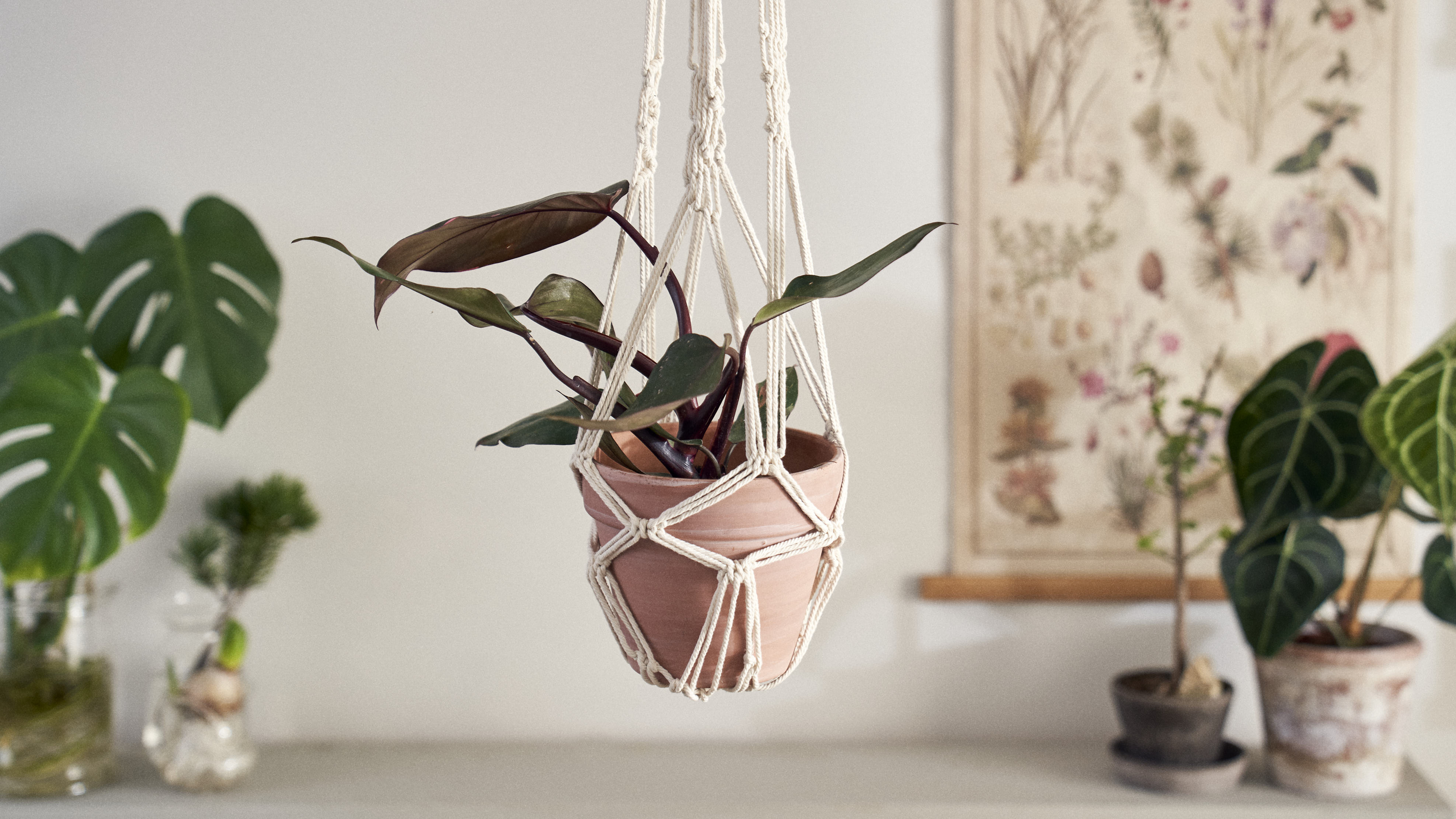 What To Hang In Macrame Hanger Besides Plants